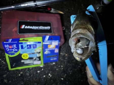 「レダマ」で楽しむ夏アジング