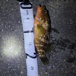 久しぶりの夜釣り