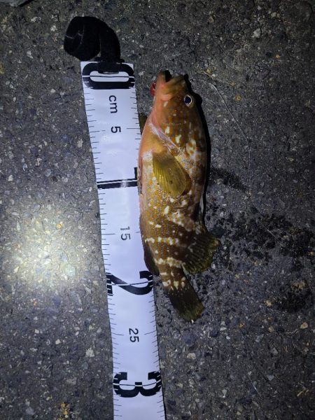 久しぶりの夜釣り