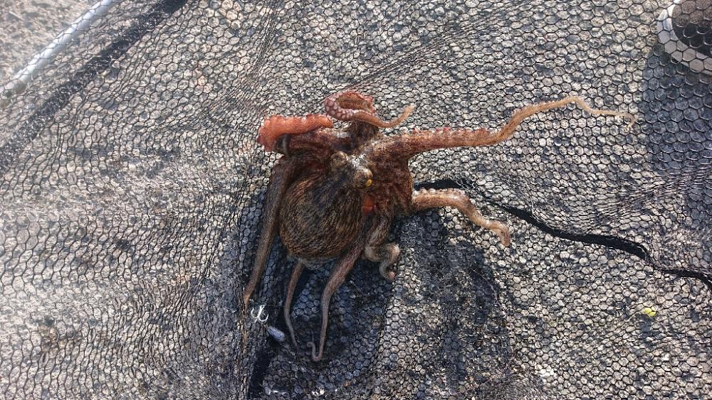 食品コンビナート・タコ