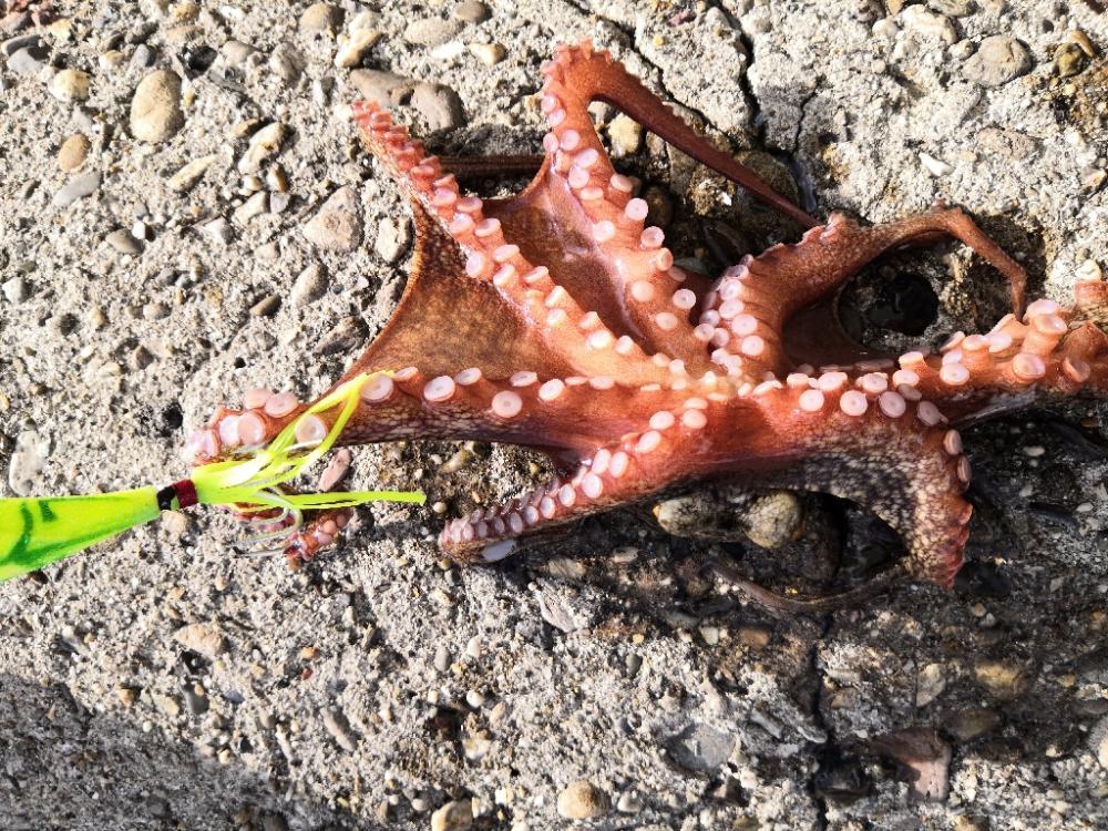 オクトパッシング 24