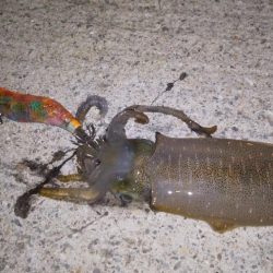 アオリイカの新子調査