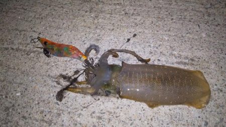 アオリイカの新子調査