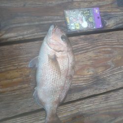 海上釣り堀 岬さんへ遊びに行ってきました