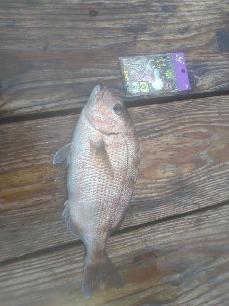 海上釣り堀 岬さんへ遊びに行ってきました