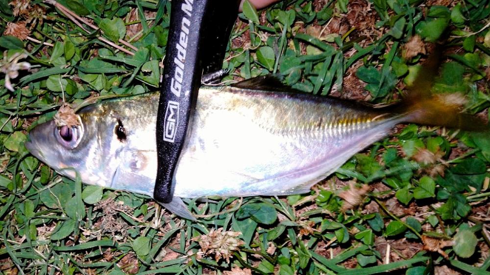 滑り込みアジング