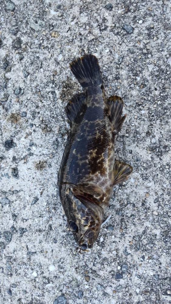 アジ探し@佐野漁港