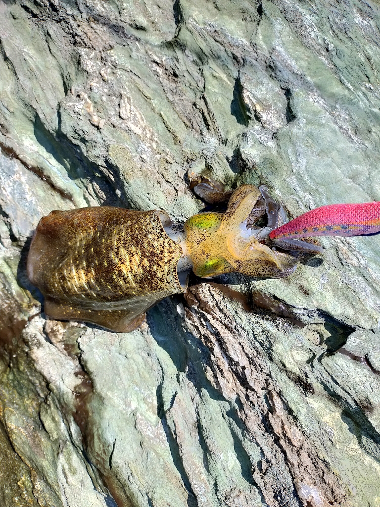 残暑之エギング