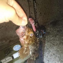 お目当ての魚は釣れませんでした。