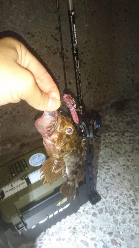 お目当ての魚は釣れませんでした。