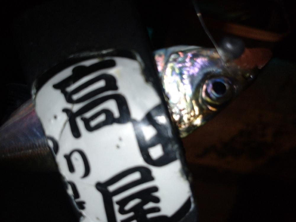 今夜も豆アジ修行