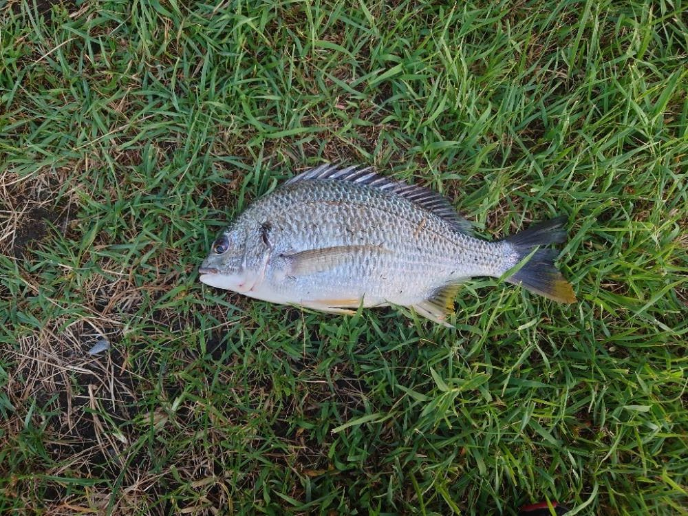 またまたチヌのみm(__)m