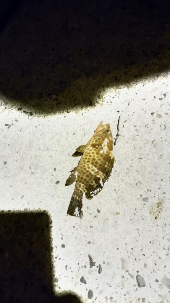 久しぶりの釣り