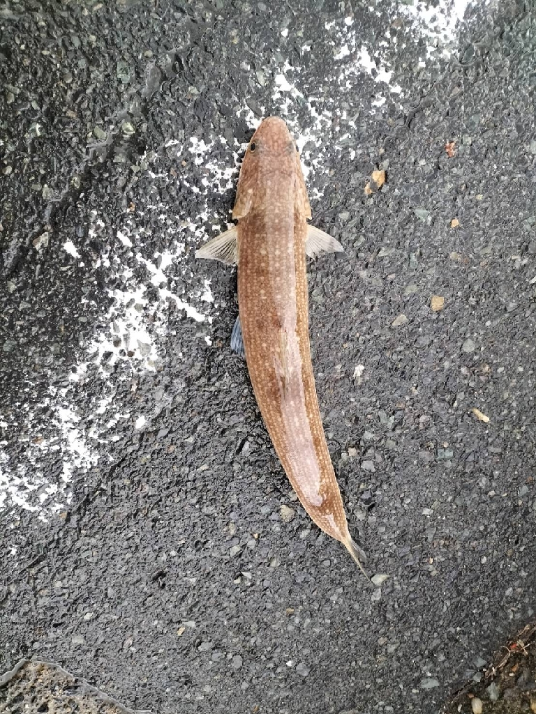 久しぶりのカマス