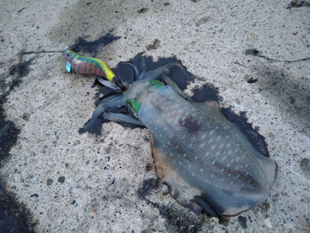 越前の新子の様子