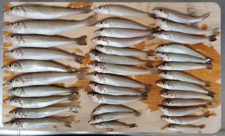 久々に敦賀でキス釣り