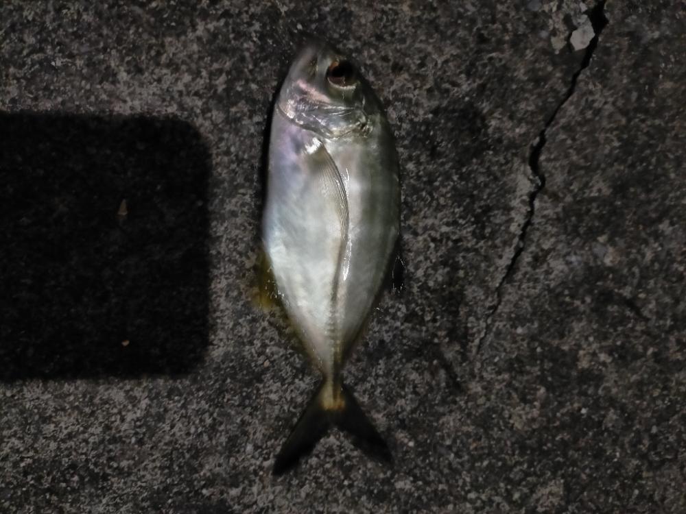 今年二回目の沖縄