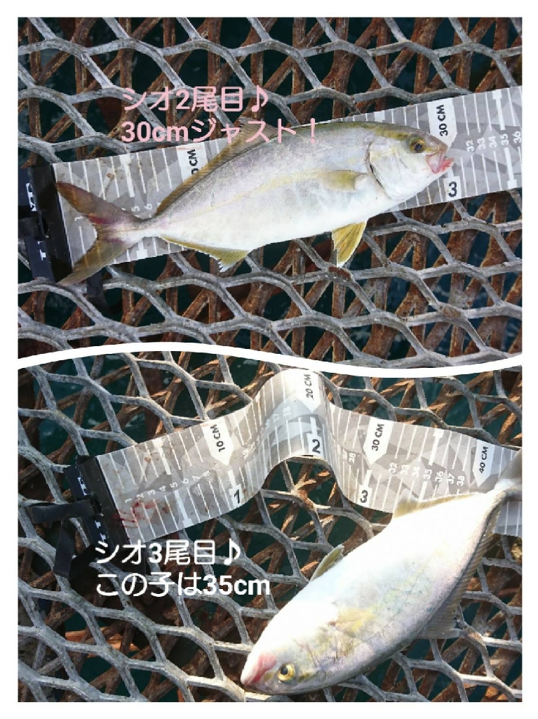 週末のおかず狙い、シオ確保♪