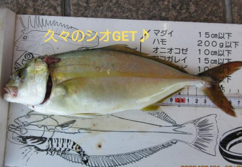 青物2バラし…アワセ下手くそ過ぎる…