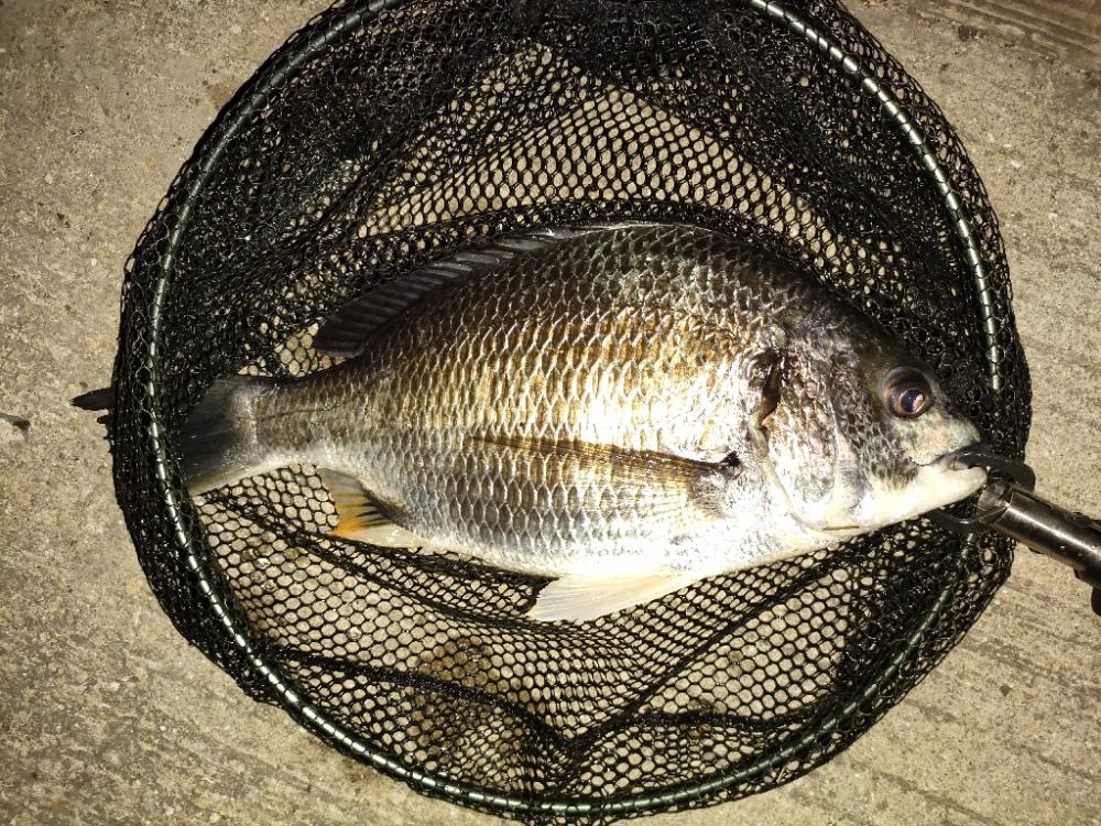 今日も懲りずに夜釣り