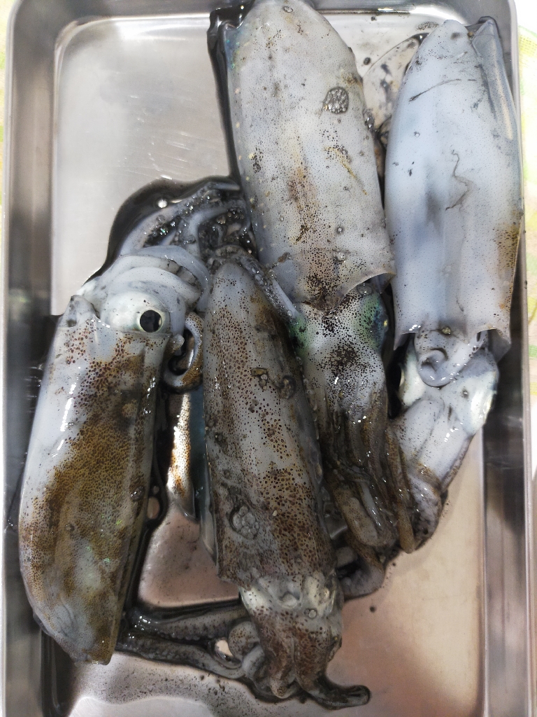 アオリエギング