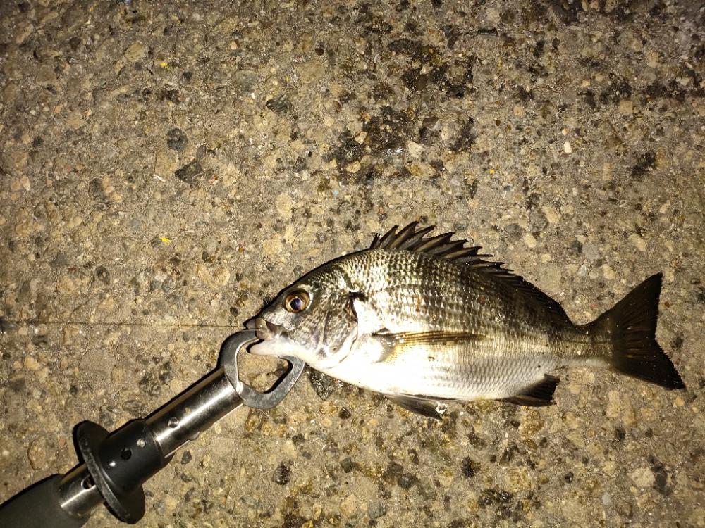 魚もお盆休み？