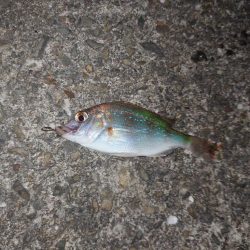 初めてのアナゴ狙い釣行