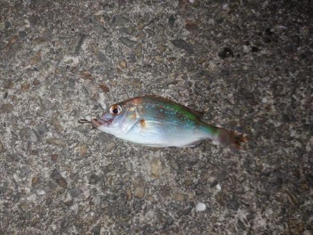 初めてのアナゴ狙い釣行