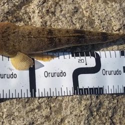 小さなマゴチと大きなキス