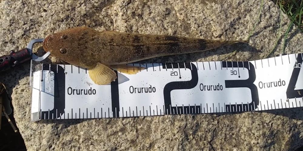 小さなマゴチと大きなキス