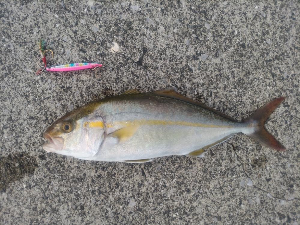 ネイゴ釣れました!