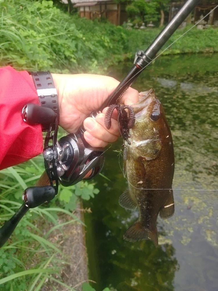 結局いつも通り