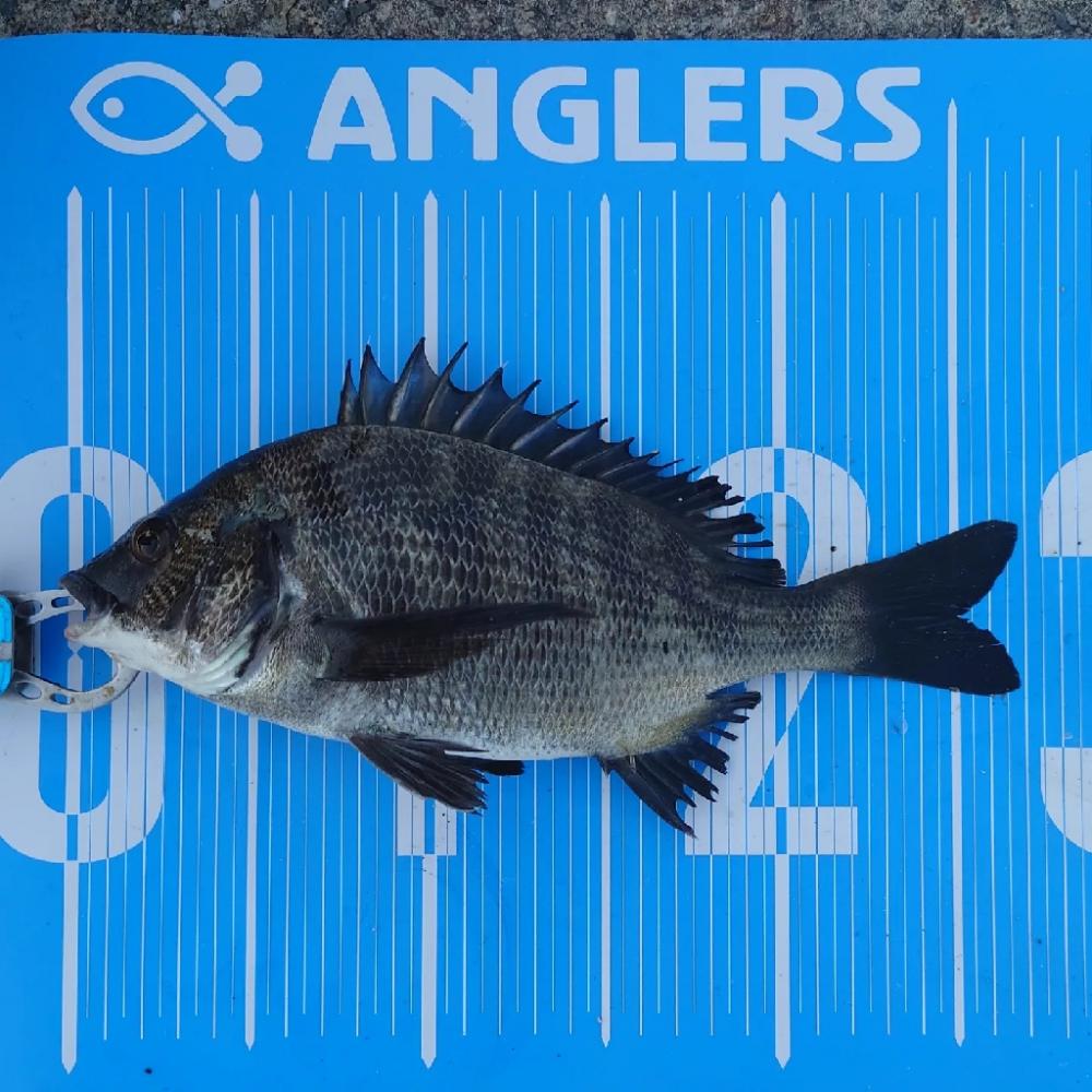 紀州釣りに挑戦(✿^‿^)