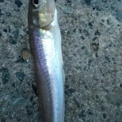 ちょい投げでキス