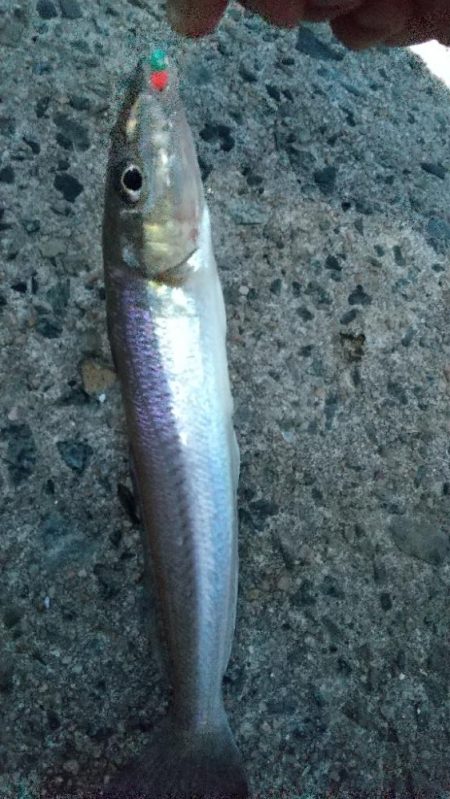 ちょい投げでキス