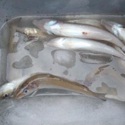 チョイ投げ&遠投キス釣り〜何かおかしい偏〜