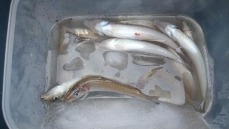 チョイ投げ&遠投キス釣り〜何かおか…