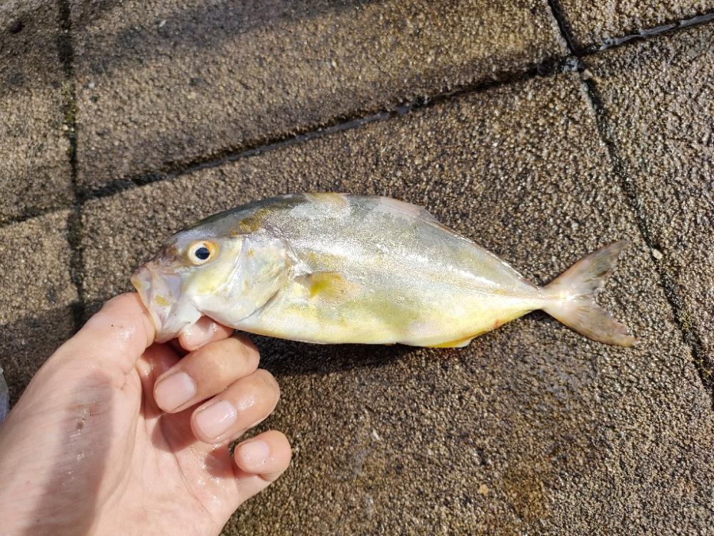いつもの浜田港にて