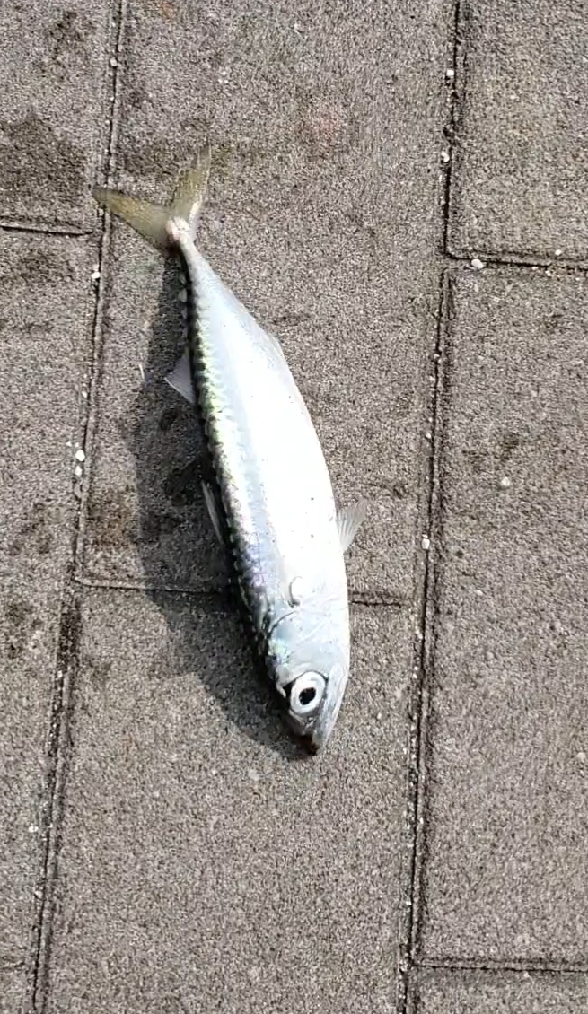 コスモでサバゲー