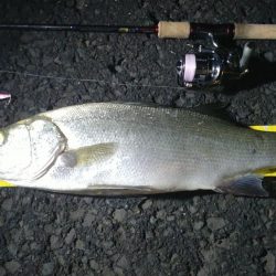 豆アジの群れにメタルバイブ