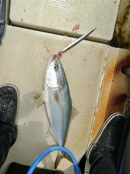 明石でジギング(昼便)