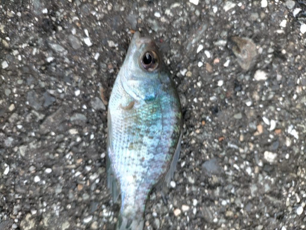 久しぶりの淡水