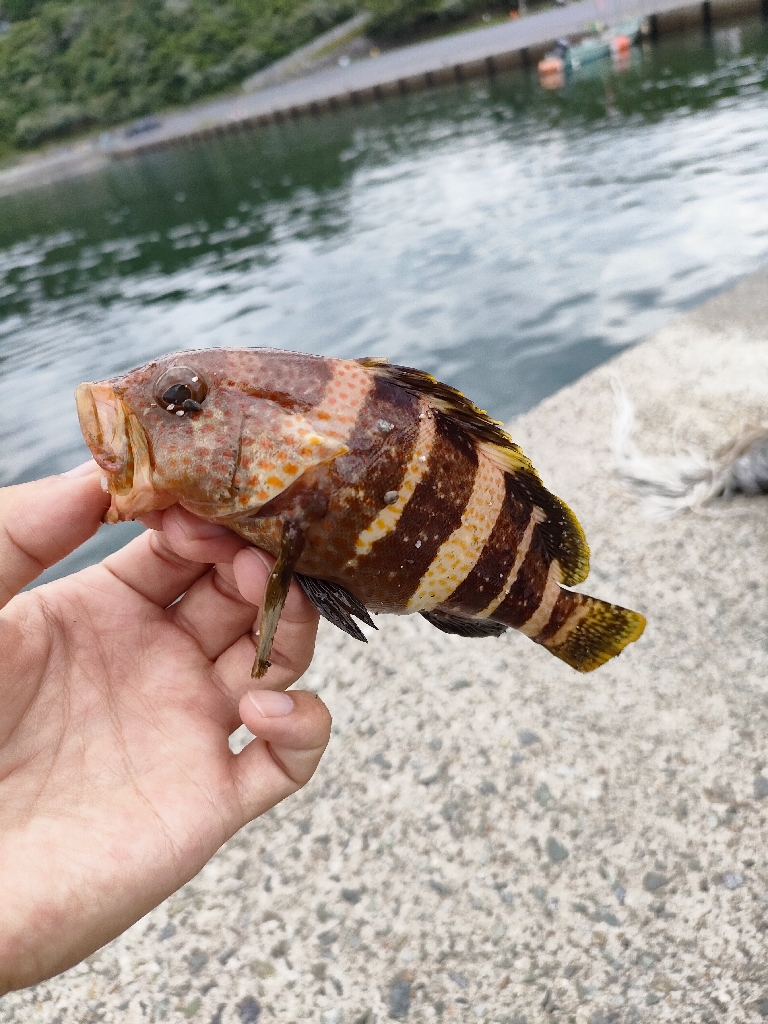 子供と堤防でロックフィッシング