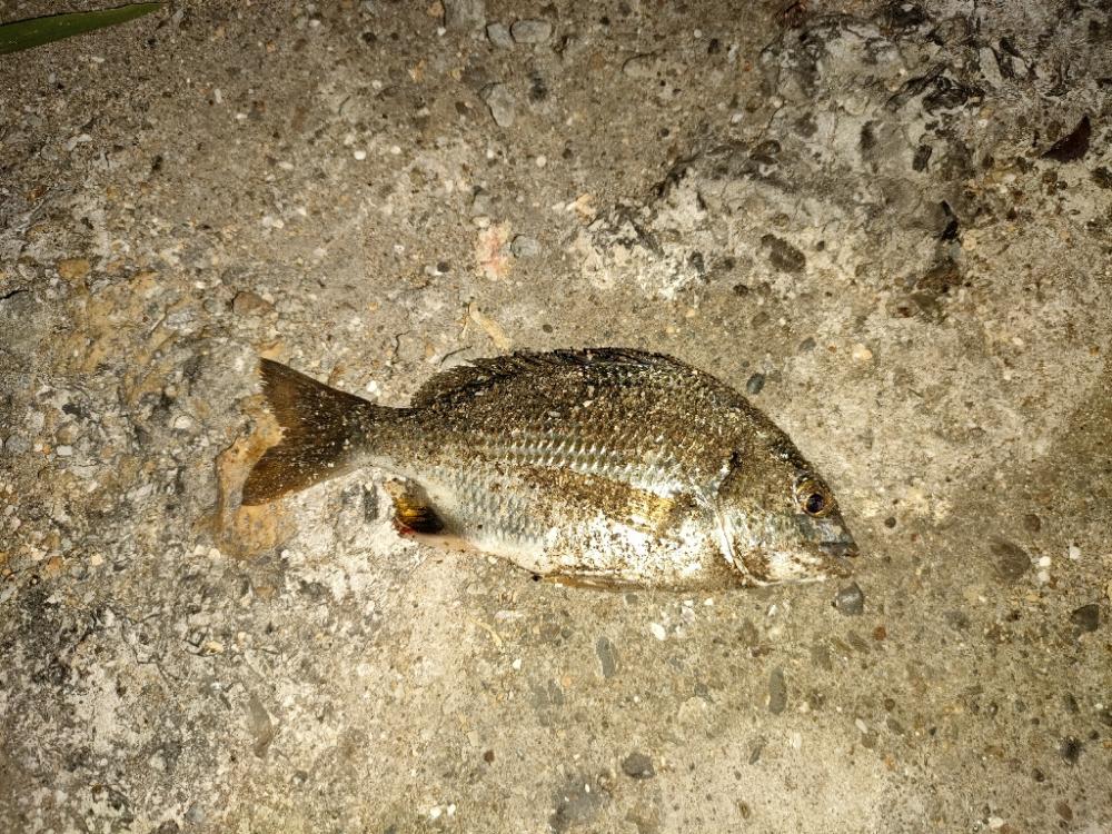 チビレ達の後に…