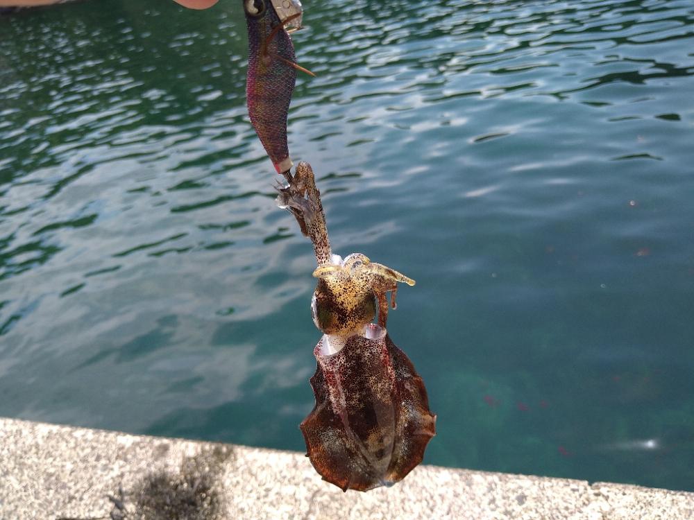 越前海岸南部の新子調査