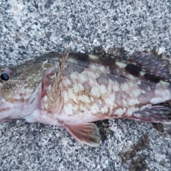 アジ探し@熊野周辺