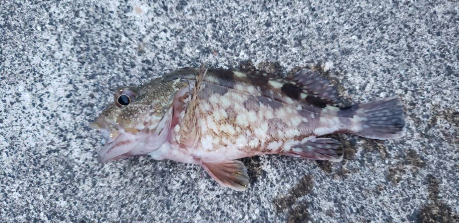 アジ探し@熊野周辺