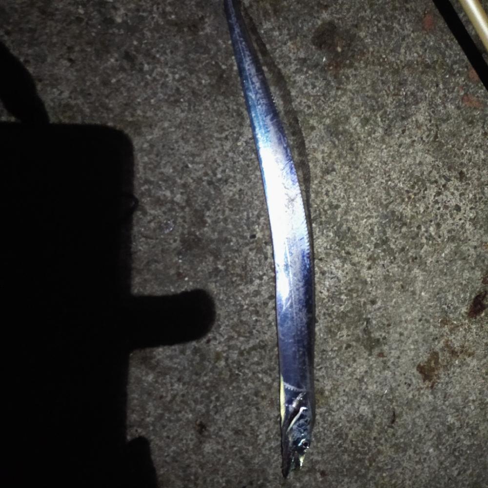 クロアナゴラッシュ有り、楽しい釣行