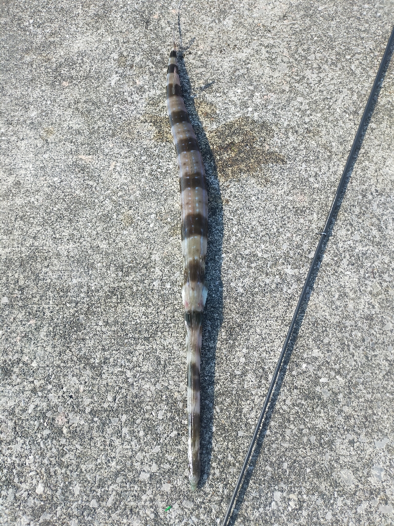 ヤガラ釣れました