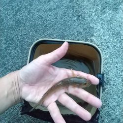 ハゼは裏切らない